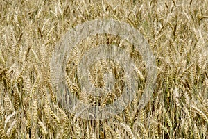 Field of ripening grain, barley, rye or wheat in the summer. Agriculture.Ukraine