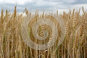 Field of ripening grain, barley, rye or wheat in the summer. Agriculture.Ukraine