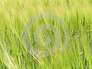 Field of ripening green rye