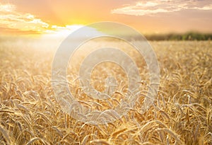 Field of ripening rye in a summer day. Sunrise or sunset time. Crop field
