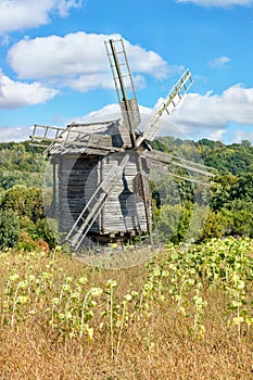 A field with ripening sunflowers against the background of an old wooden windmill and a rural antique summer landscape in a slight