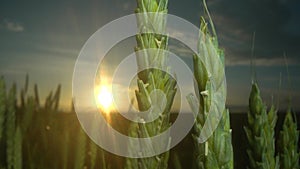 field of ripening wheat against the blue sky. Spikelets of wheat with grain shakes wind. grain harvest ripens in summer