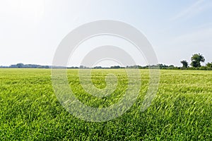 Field of ripening wheat in the early morning light