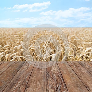 Field of ripening wheat ears or rye spikes