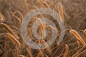 Field ripening wheat at sunset. Agriculture and harvest