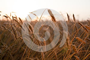 Field ripening wheat at sunset. Agriculture and harvest