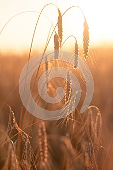 Field ripening wheat at sunset. Agriculture and harvest