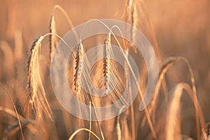 Field ripening wheat at sunset. Agriculture and harvest