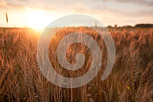 Field ripening wheat at sunset. The concept of a rich harvest