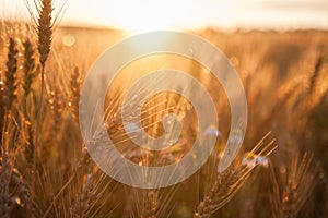 Field ripening wheat at sunset. The concept of a rich harvest