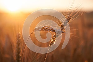 Field ripening wheat at sunset. The concept of a rich harvest