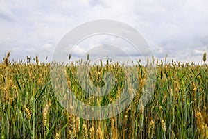 Field with riping wheat and overcast sky