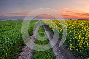 Field road between fields of flowering rapeseed and wheat. A picturesque view of the sky in the evening colors of the sunset