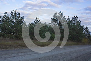 The field road leads to the autumn forest. Green, coniferous trees stand on the side of the road