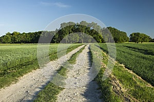 Field road to the forest