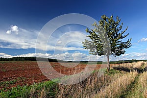 Field, road, tree, blue sky and clouds