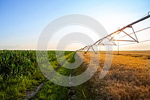 A field road between two fields. In one field is ripe yellow wheat and in the other corn. There is also an irrigation system