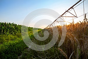 A field road between two fields. In one field is ripe yellow wheat and in the other corn. There is also an irrigation system