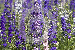 Field of Rocket Larkspur