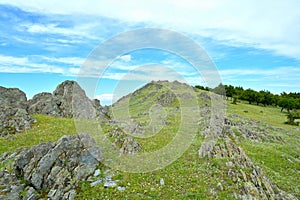 Field with rocks and olive trees