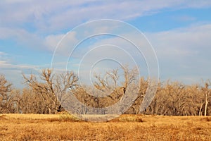 Field in Rocky Mountain Arsenal NWR