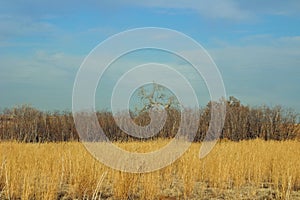 Field in Rocky Mountain Arsenal NWR photo