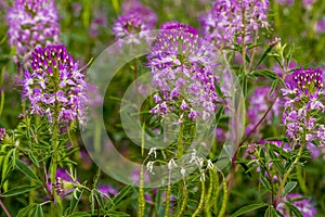 Field of Rocky Mountain Bee Plants