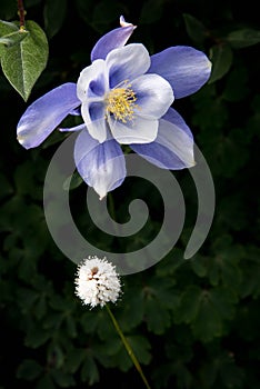 Field with Rocky Mountain blue columbine flowers