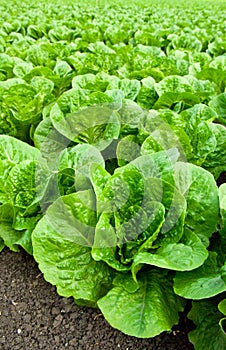 Field of romaine lettuce