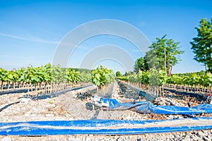 Field of rooted grafts of vine