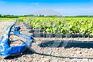 Field of rooted grafts of vine