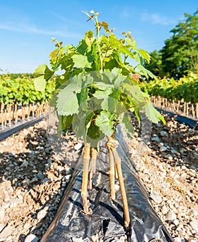 Field of rooted grafts of vine