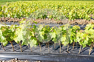 Field of rooted grafts of vine