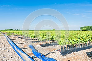 Field of rooted grafts of vine