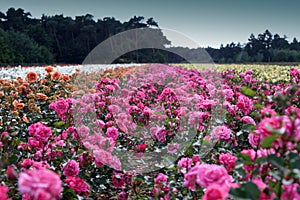 Field of roses photo