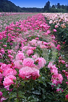 Field of roses photo