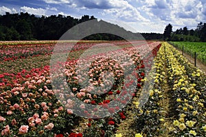 Field of roses photo