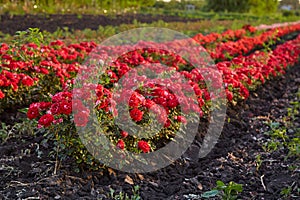 Field of roses on a flower farm