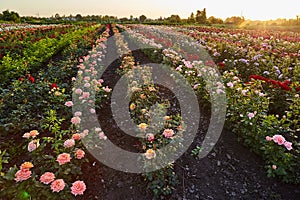 Field of roses on a flower farm