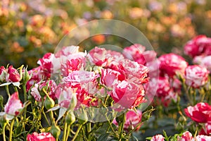 Field of roses on a flower farm