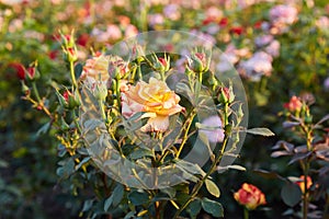 Field of roses on a flower farm