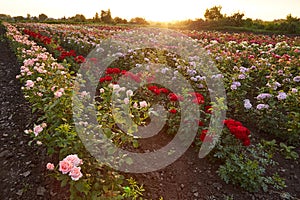Field of roses on a flower farm
