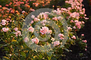 Field of roses on a flower farm