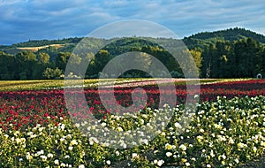 Field of roses, Oregon