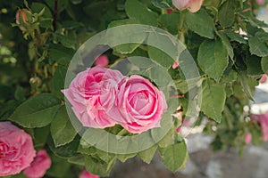 Field of roses in sunny summer day