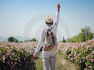 Field of roses in sunny summer day