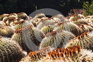 Field of round cactus plants in Costa Brava. Tossa de Mar