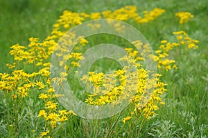 Field of roundleaf groundsel