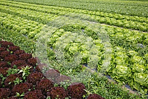 Field with rows of colorful, fully grown lettuce heads