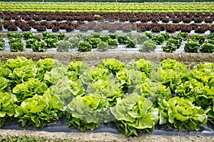 Field with rows of colorful, fully grown lettuce heads
